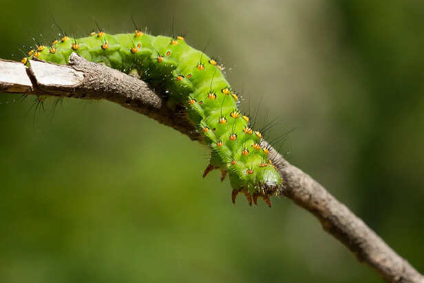 Caterpillar