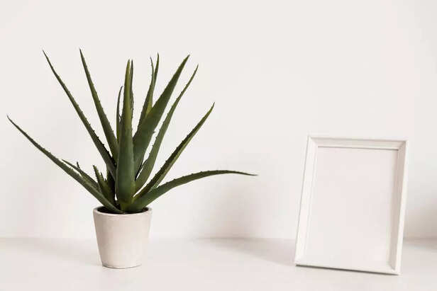Aloe vera