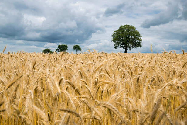 Wheat
