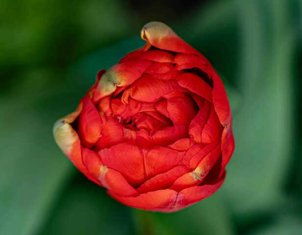Image Div