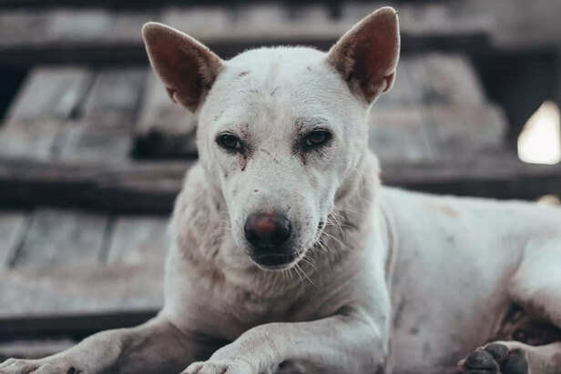 Image Div