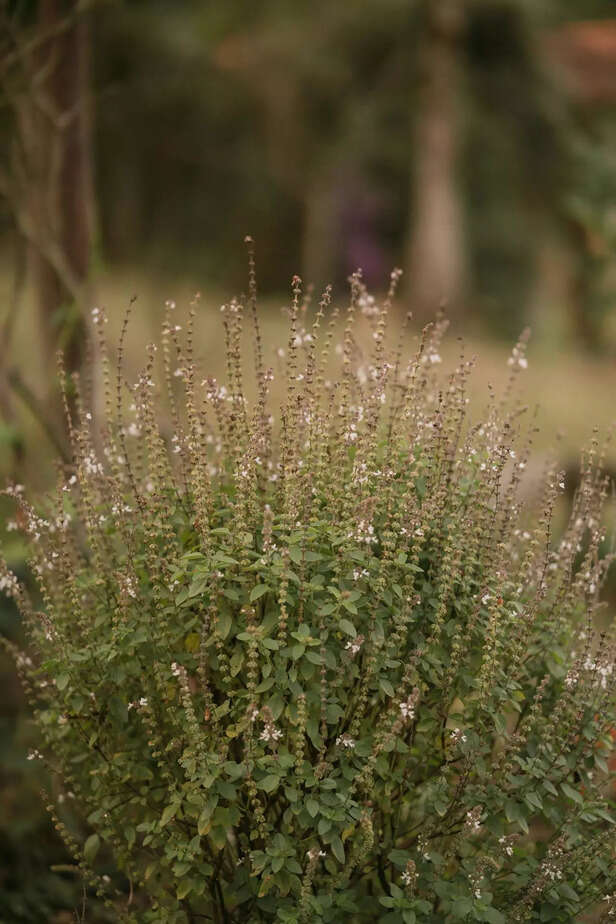 tulsi,