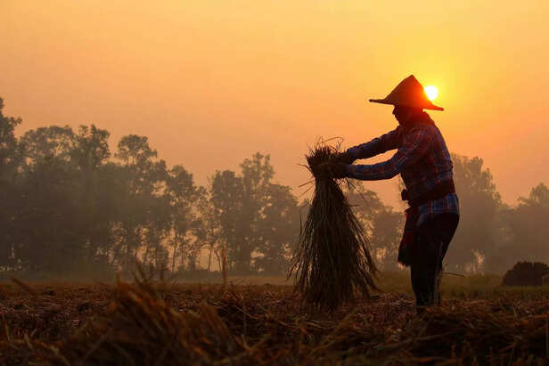 Rice harvest