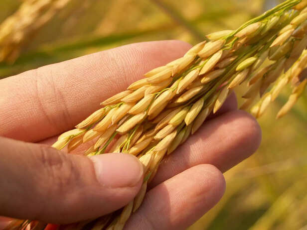 Rice grain