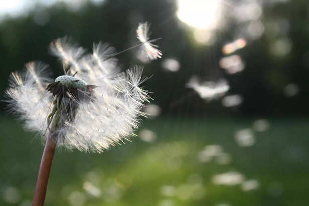 Freedom