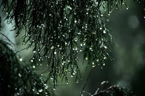 Rain