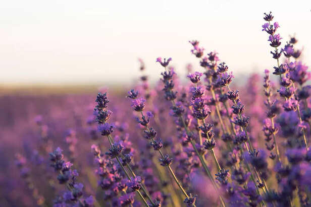 fragrant purple flower