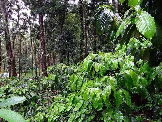 Coffee plantation