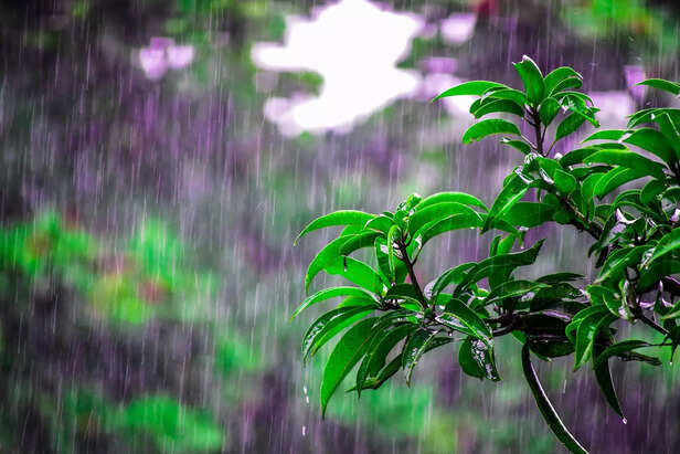 Rain