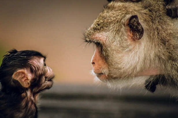 Ego v/s Self respect