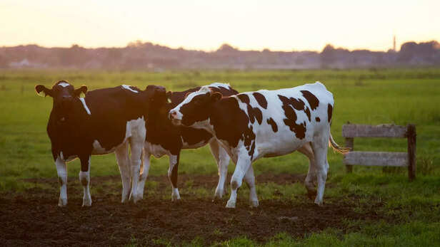 Cow