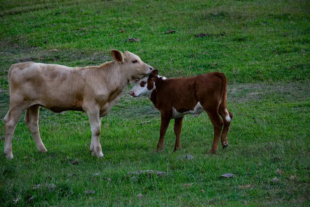 Cow