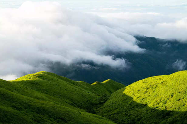 Greenery