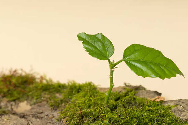Young plant