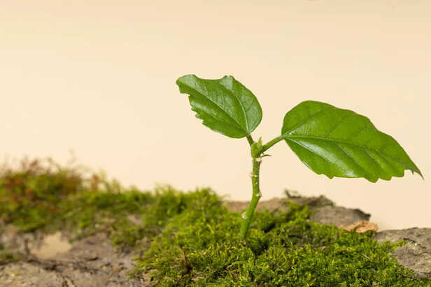 Young plant