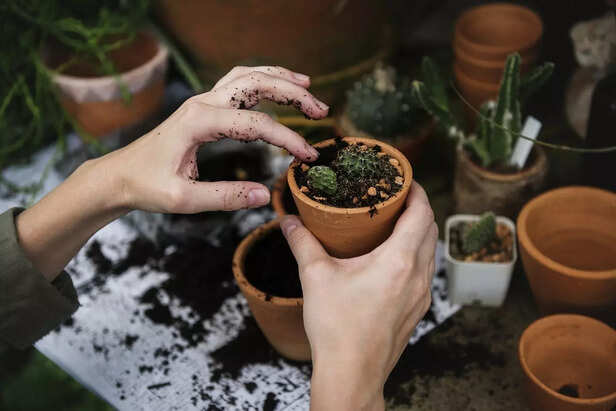 Plant in soil