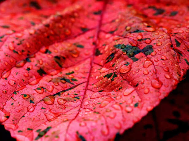 Sindoor leaf