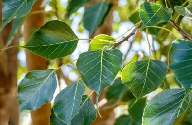 Ficus religiosa (Peepal)