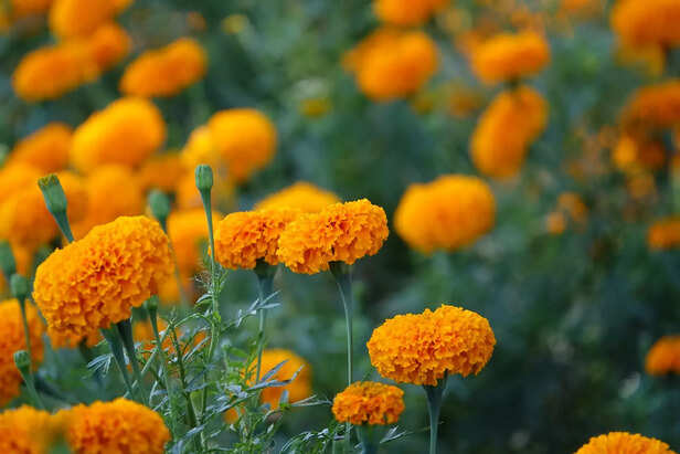Marigold
