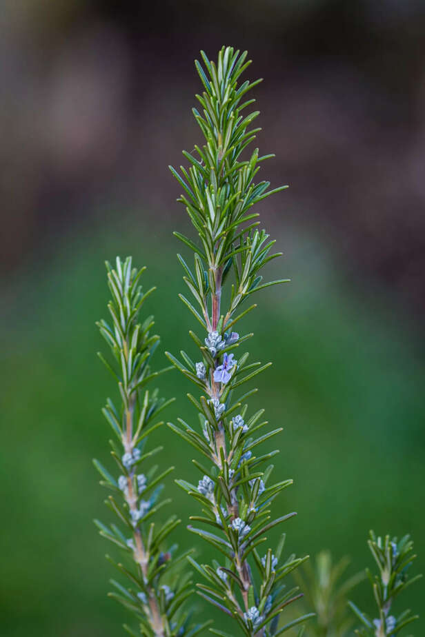 Rosemary
