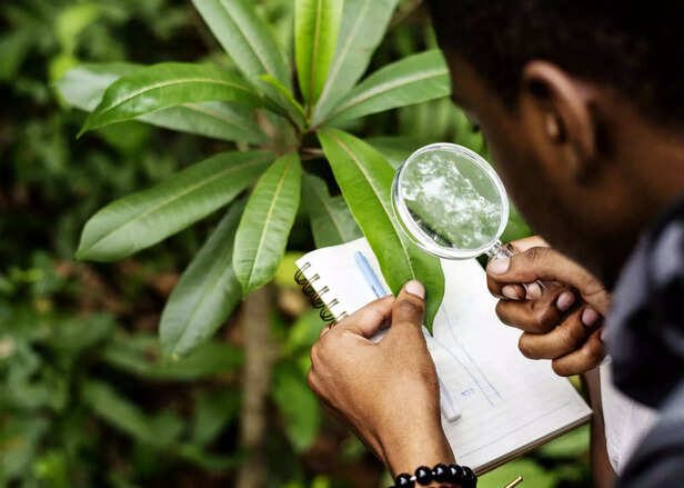 Leaf Inquiry