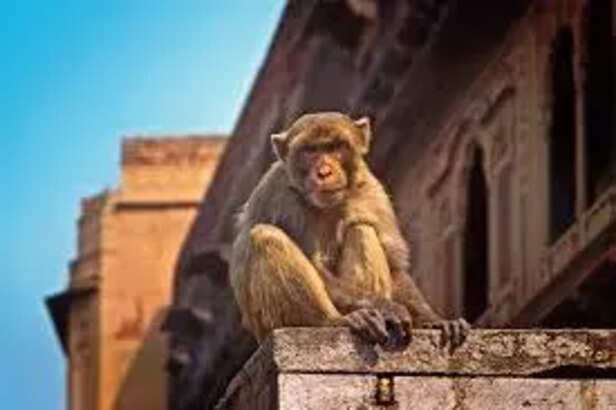 Monkeys in Vrindavan