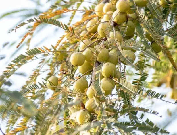 Amla