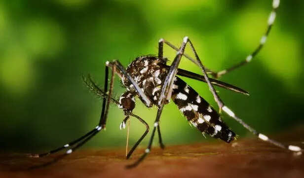 Aedes albopictus mosquito