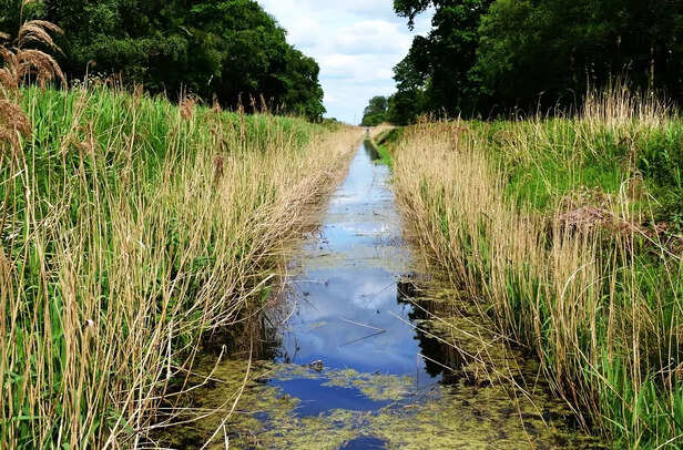 Stagnant drain water