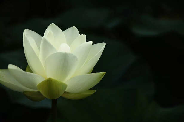 Meditate