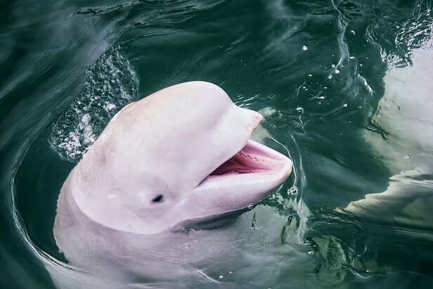 Pink Dolphin