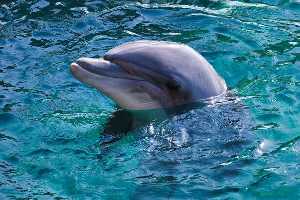 Dolphin