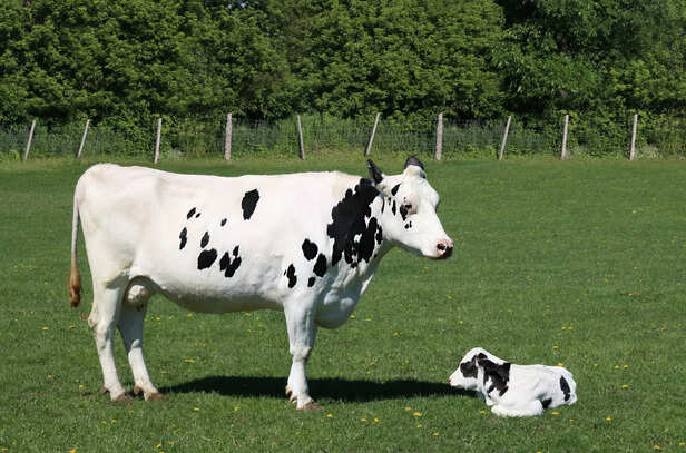 Vechur cow
