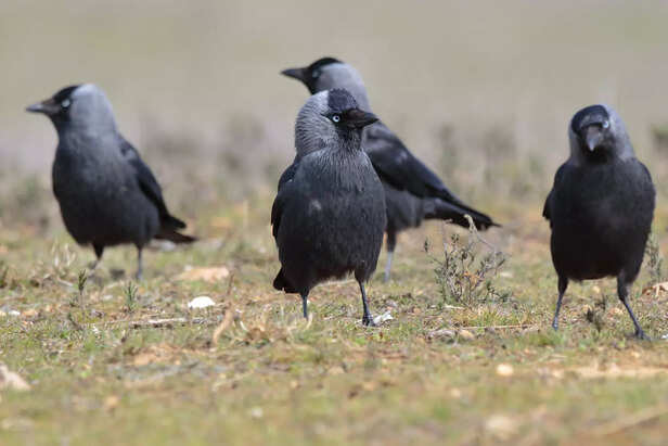 Crows