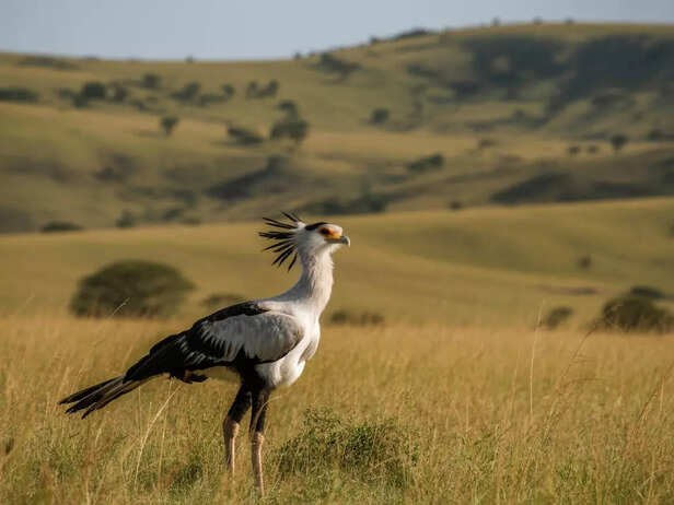 Secretary Bird of Africa