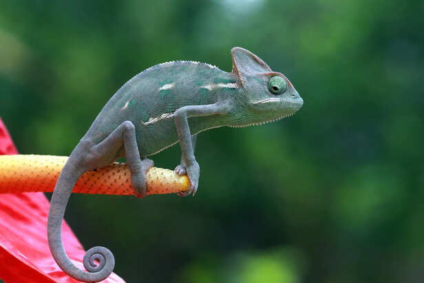 Chameleon