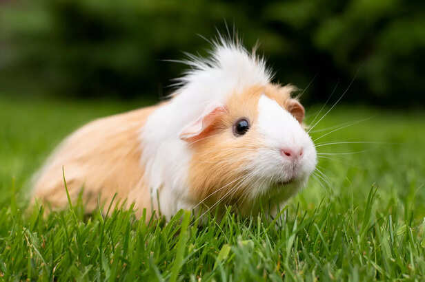 Guinea Pig
