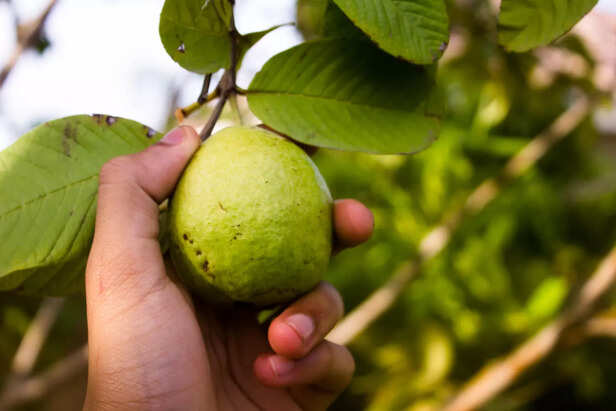 Reason Why Your Grandparents Suggested to Eat Guava